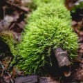 What's the Matter With Moss? Brochure and Fact Sheet